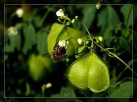 倒地鈴[倒地鈴]