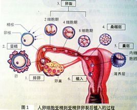 受孕過程
