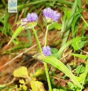 藍耳草屬 藍耳草屬