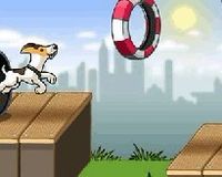 愛運動的小狗 愛運動的小狗