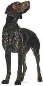 德國短毛波音達犬