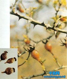 金櫻子飲 金櫻子飲