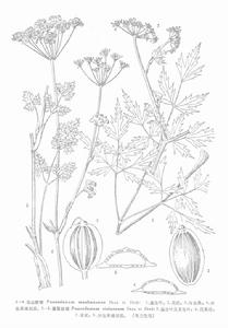 紫莖前胡 紫莖前胡