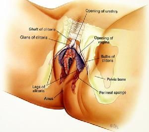 女性外陰解剖圖