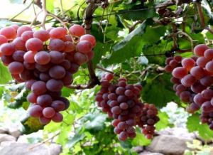 泰山蔬菜採摘觀光旅遊區 泰山蔬菜採摘觀光旅遊區