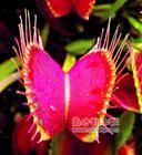 大腺毛草 大腺毛草