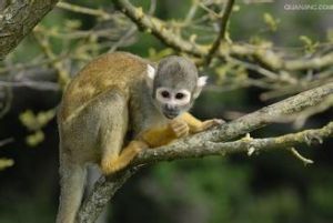 黑松鼠猴 黑松鼠猴