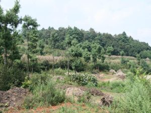 阿盈里村 阿盈里村