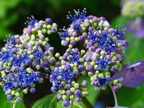 圍盤樹科 圍盤樹科