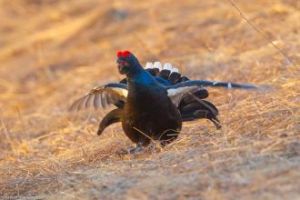 黑琴雞西伯利亞亞種 黑琴雞西伯利亞亞種