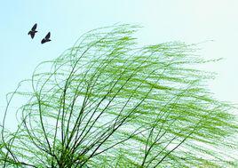 春風[漢語詞語]