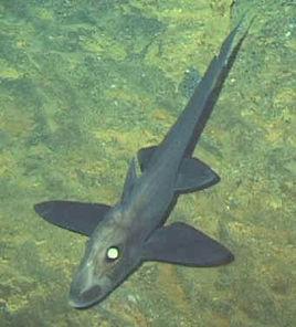 黑線銀鮫 黑線銀鮫