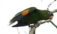 金翅斑鸚哥