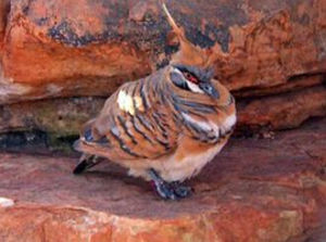 冠翎岩鳩 冠翎岩鳩