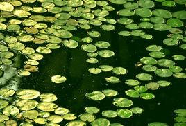 浮萍[天南星目浮萍科植物]