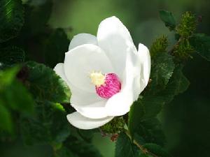 白雞腰森林公園