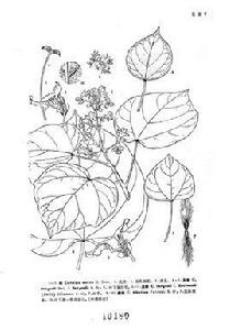 灰楸(原變型) 灰楸(原變型)