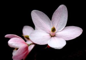 粉花野茉莉 粉花野茉莉