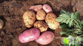 青薯6號 青薯6號