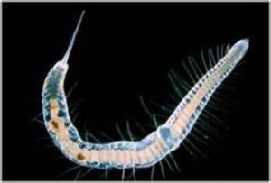 雙凸桿吻蟲 雙凸桿吻蟲