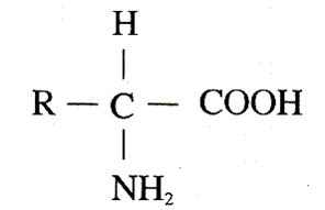 胺基酸結構通式