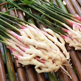 犍為麻柳姜 犍為麻柳姜