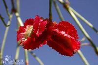 紅果沙拐棗 紅果沙拐棗