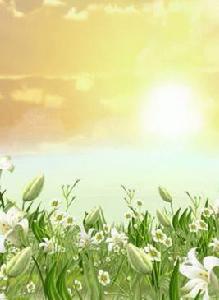 陽光下的百合花 陽光下的百合花