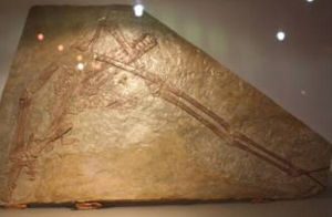 秀麗郝氏翼龍 秀麗郝氏翼龍