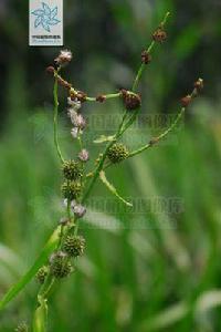 黑三棱[黑三棱]