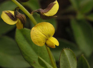 雲南豬屎豆 雲南豬屎豆