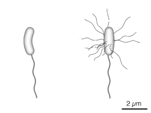 弧菌屬細菌的型態比較左：霍亂弧菌的模式圖，有弧菌的典型特徵：逗點狀的桿菌本體及粗的單毛性鞭毛(端鞭毛)。右：腸炎弧菌的形式圖，細菌本體的形狀是筆直的棒狀，除了端鞭毛外，還有許多細的側鞭毛。