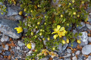 石炭酸灌木 石炭酸灌木