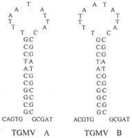 髮夾結構 髮夾結構