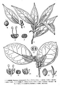 雲南銀柴 雲南銀柴
