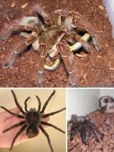 亞馬遜巨人食鳥蛛 亞馬遜巨人食鳥蛛