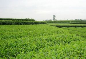 嘉竹綠茶園 嘉竹綠茶園