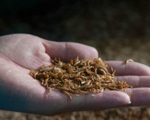 活體餌料 黃粉蟲