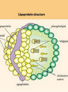 極低密度脂蛋白 極低密度脂蛋白