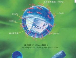 B肝表面抗原