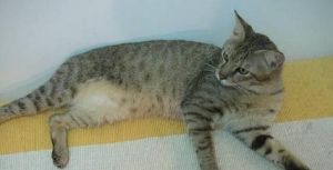 非洲獅子貓 非洲獅子貓