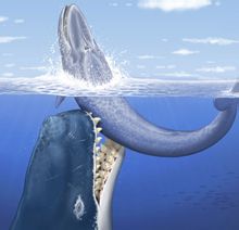 梅爾維爾鯨攻擊7米長的鬚鯨