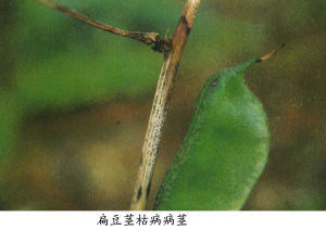扁豆莖枯病 扁豆莖枯病