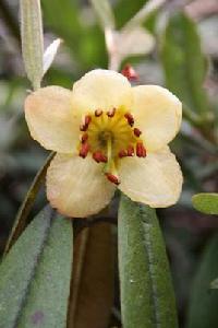 茶花杜鵑 茶花杜鵑