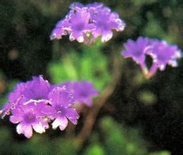 飾岩報春 飾岩報春