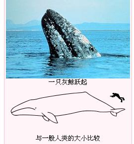 灰鯨的特徵