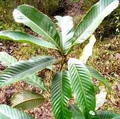 城口青岡 城口青岡