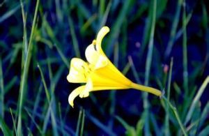 光果毛翠雀花 光果毛翠雀花