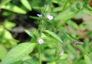 擬顯柱烏頭 擬顯柱烏頭