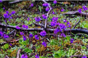 短葉紫晶報春 短葉紫晶報春